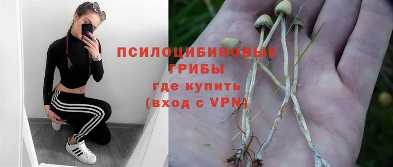 где продают наркотики  Ипатово  Галлюциногенные грибы Psilocybe 